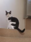 Poppy cat
